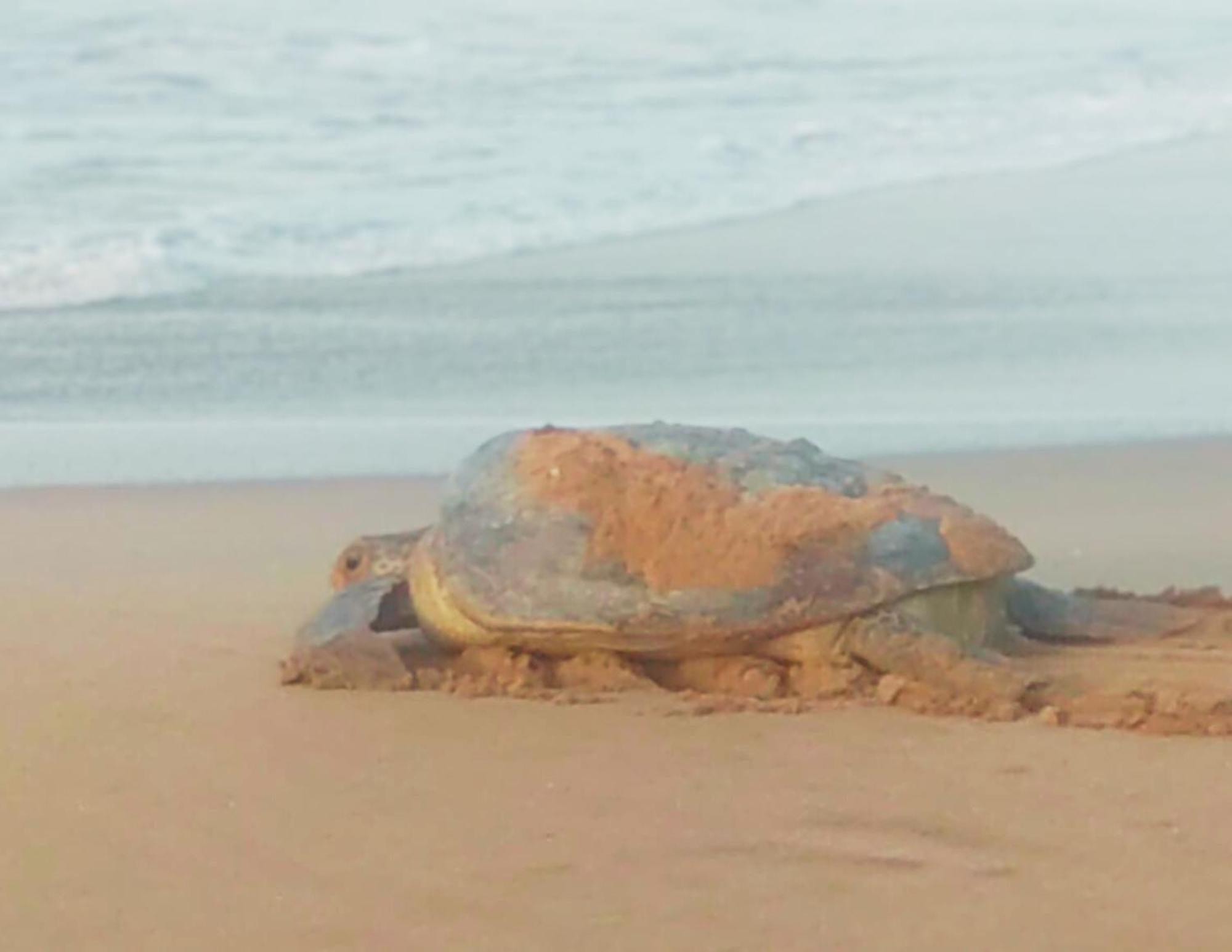 Amour At Turtle Beach Tangalle Kültér fotó