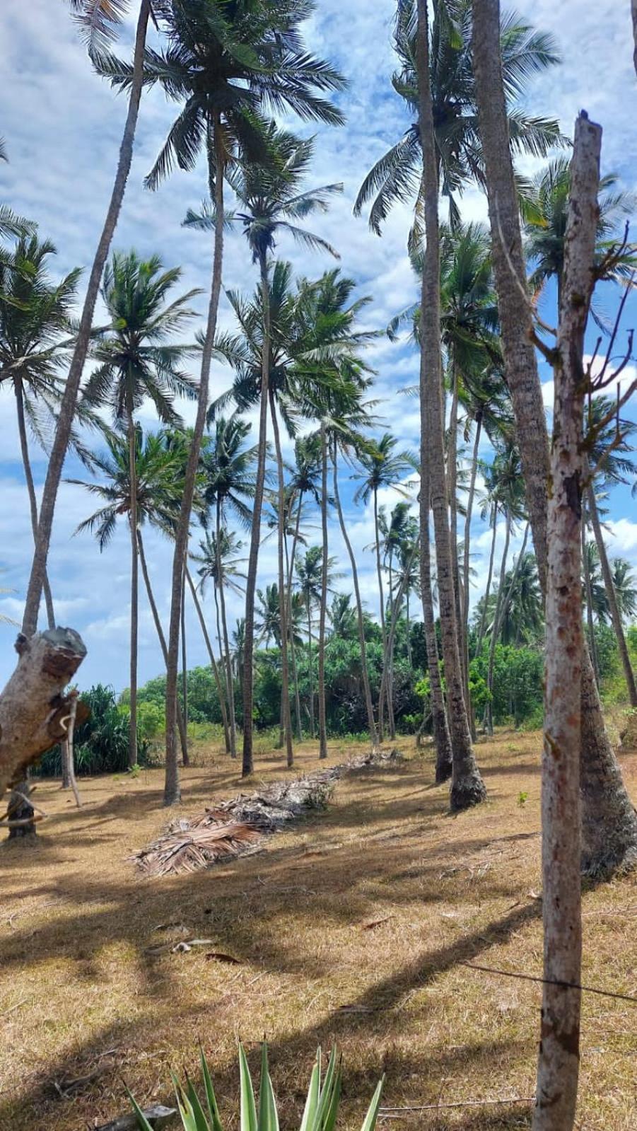 Amour At Turtle Beach Tangalle Kültér fotó